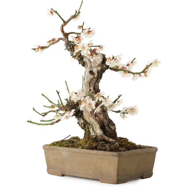 Prunus mume, 34 cm, ca. 30 Jahre alt, mit einem Nebari von 10 cm