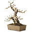 Prunus mume, 34 cm, ± 30 years old, with a nebari of 10 cm