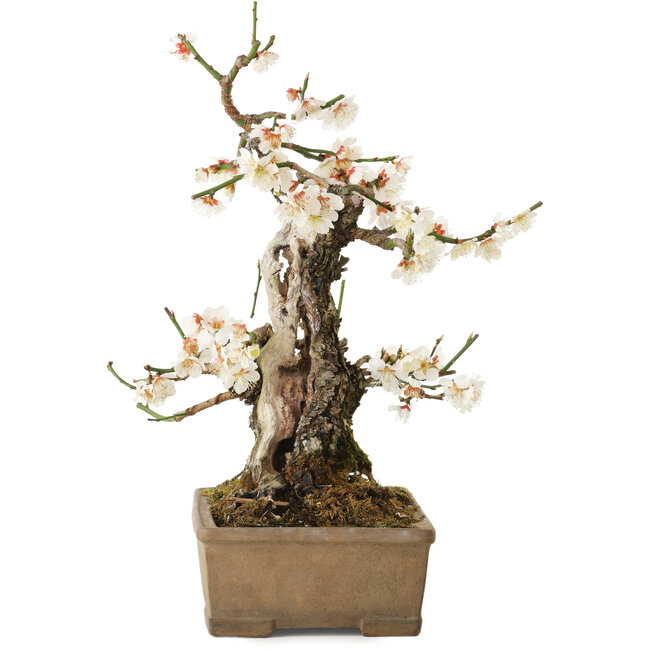 Prunus mume, 34 cm, ± 30 años, con un nebari de 10 cm