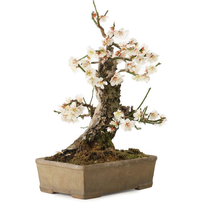 Prunus mume, 34 cm, ± 30 años, con un nebari de 10 cm