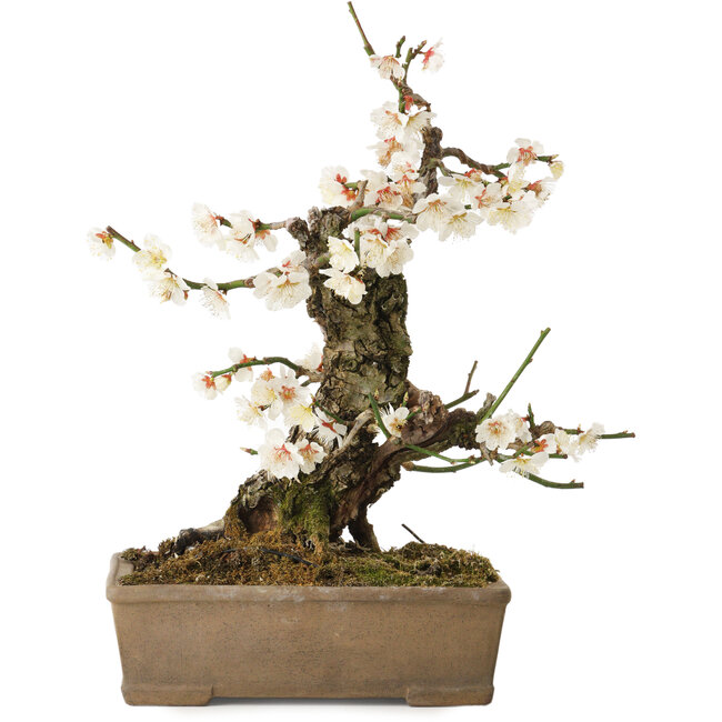 Prunus mume, 34 cm, ca. 30 Jahre alt, mit einem Nebari von 10 cm