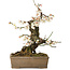 Prunus mume, 34 cm, ± 30 anni, con un nebari di 10 cm