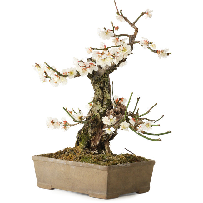 Prunus mume, 34 cm, ± 30 años, con un nebari de 10 cm