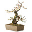 Prunus mume, 34 cm, ± 30 anni, con un nebari di 10 cm