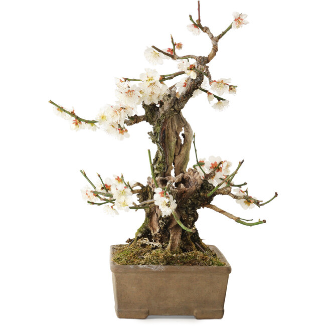 Prunus mume, 34 cm, ca. 30 Jahre alt, mit einem Nebari von 10 cm
