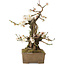 Prunus mume, 34 cm, ± 30 years old, with a nebari of 10 cm