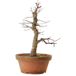 Acer palmatum Arakawa, 33 cm, ± 15 ans