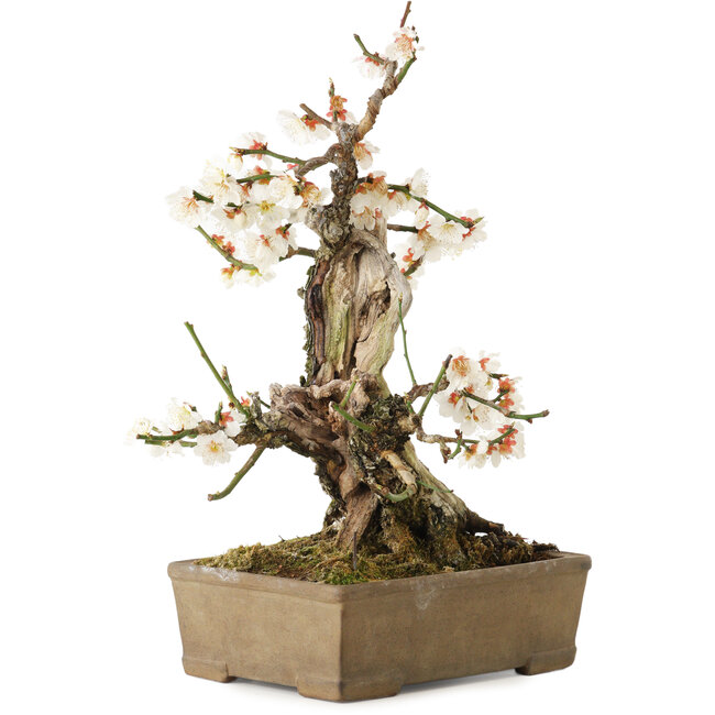 Prunus mume, 34 cm, ± 30 years old, with a nebari of 10 cm