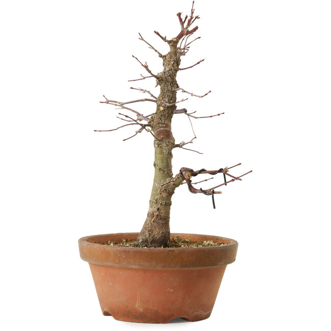 Acer palmatum Arakawa, 33 cm, ± 15 jaar oud, met een nebari van 5 cm