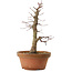Acer palmatum Arakawa, 33 cm, ± 15 ans, avec un nebari de 5 cm