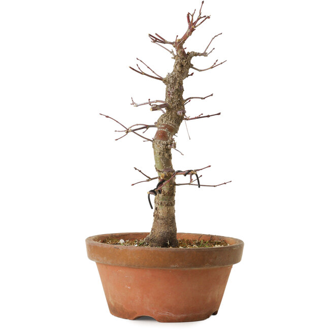 Acer palmatum Arakawa, 33 cm, ± 15 years old, with a nebari of 5 cm