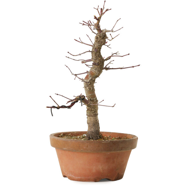 Acer palmatum Arakawa, 33 cm, ± 15 Jahre alt, mit einem Wurzelhals von 5 cm
