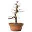 Acer palmatum Arakawa, 33 cm, ± 15 anni, con un nebari di 5 cm