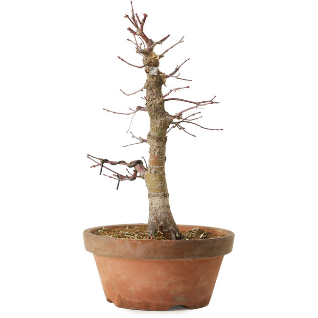 Acer palmatum Arakawa, 33 cm, ± 15 jaar oud, met een nebari van 5 cm