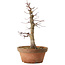 Acer palmatum Arakawa, 33 cm, ± 15 jaar oud, met een nebari van 5 cm