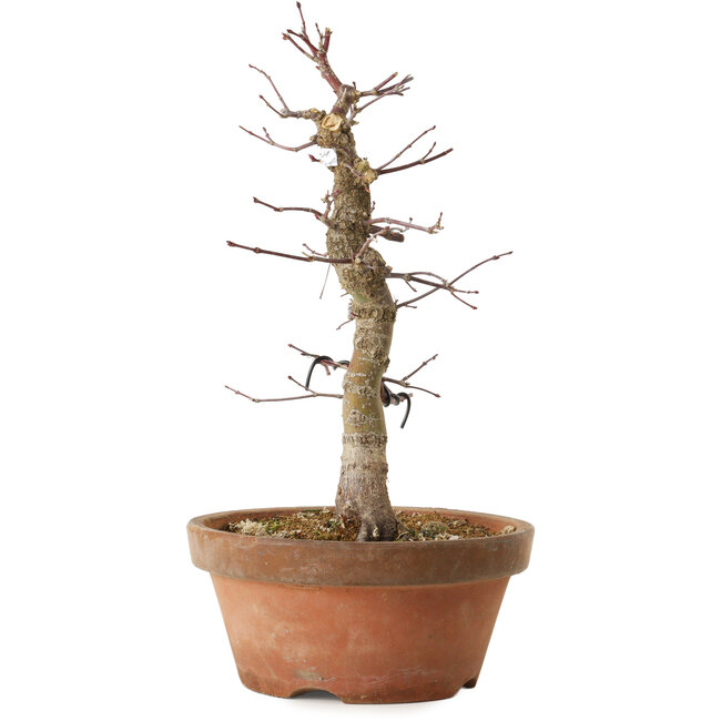 Acer palmatum Arakawa, 33 cm, ± 15 Jahre alt, mit einem Wurzelhals von 5 cm