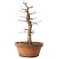 Acer palmatum Arakawa, 33 cm, ± 15 anni, con un nebari di 5 cm