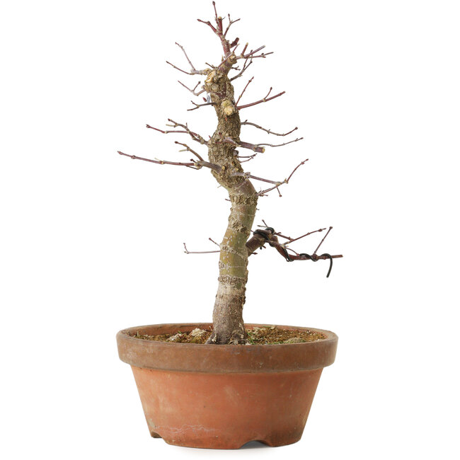 Acer palmatum Arakawa, 33 cm, ± 15 años, con un nebari de 5 cm
