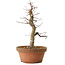 Acer palmatum Arakawa, 33 cm, ± 15 Jahre alt, mit einem Wurzelhals von 5 cm