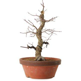 Acer palmatum Arakawa, 35 cm, ± 15 jaar oud