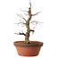 Acer palmatum Arakawa, 35 cm, ± 15 Jahre alt, mit einem Wurzelhals von 8 cm