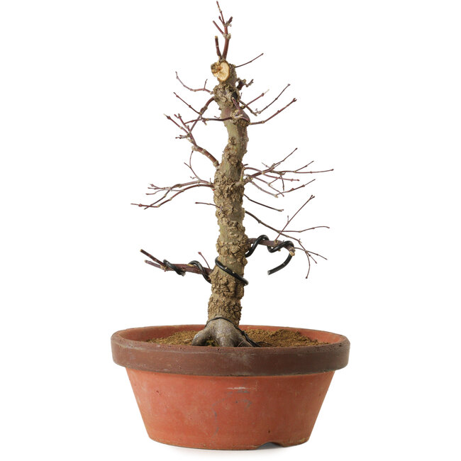 Acer palmatum Arakawa, 35 cm, ± 15 años, con un nebari de 8 cm