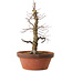 Acer palmatum Arakawa, 35 cm, ± 15 anni, con un nebari di 8 cm