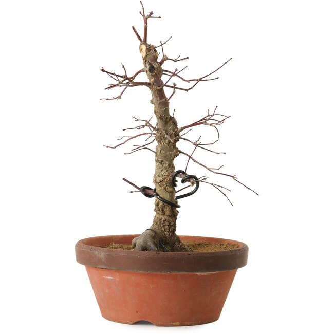 Acer palmatum Arakawa, 35 cm, ± 15 años, con un nebari de 8 cm