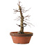 Acer palmatum Arakawa, 35 cm, ± 15 ans, avec un nebari de 8 cm