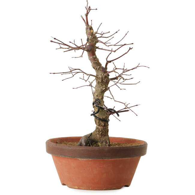 Acer palmatum Arakawa, 35 cm, ± 15 ans, avec un nebari de 8 cm