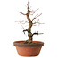 Acer palmatum Arakawa, 35 cm, ± 15 anni, con un nebari di 8 cm
