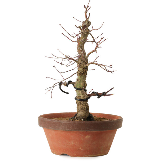 Acer palmatum Arakawa, 35 cm, ± 15 ans, avec un nebari de 8 cm
