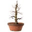 Acer palmatum Arakawa, 35 cm, ± 15 years old, with a nebari of 8 cm