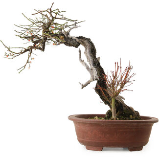 Prunus mume, 57 cm, ± 35 jaar oud