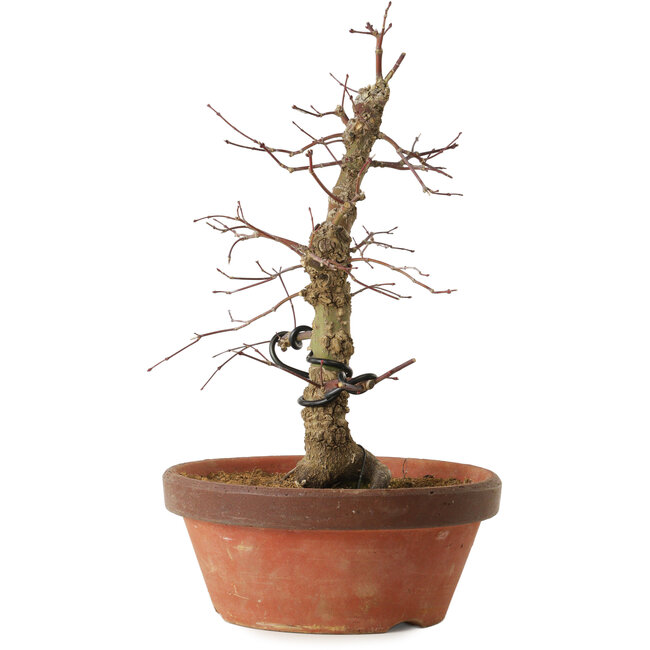 Acer palmatum Arakawa, 35 cm, ± 15 anni, con un nebari di 8 cm