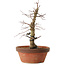 Acer palmatum Arakawa, 35 cm, ± 15 anni, con un nebari di 8 cm