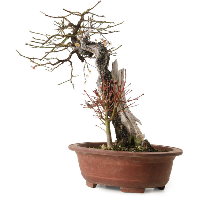 Prunus mume, 57 cm, ± 35 ans, avec un nebari de 15 cm