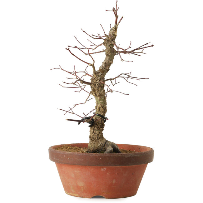 Acer palmatum Arakawa, 35 cm, ± 15 ans, avec un nebari de 8 cm