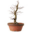 Acer palmatum Arakawa, 35 cm, ± 15 years old, with a nebari of 8 cm