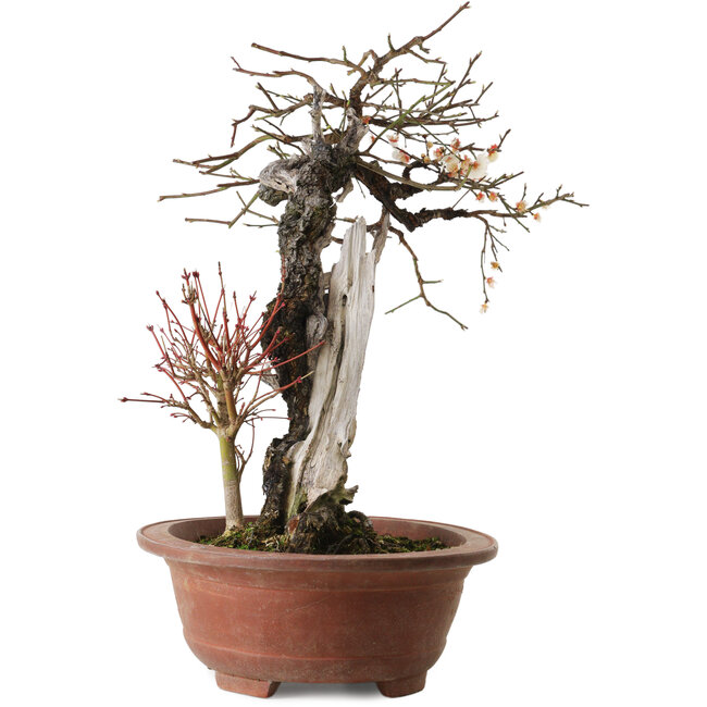 Prunus mume, 57 cm, ca. 35 Jahre alt, mit einem Nebari von 15 cm