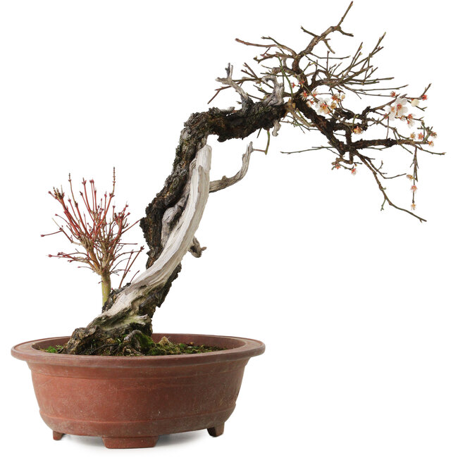 Prunus mume, 57 cm, ± 35 anni, con un nebari di 15 cm