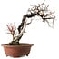 Prunus mume, 57 cm, ± 35 anni, con un nebari di 15 cm