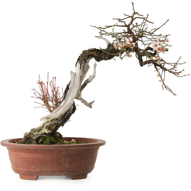 Prunus mume, 57 cm, ± 35 ans, avec un nebari de 15 cm