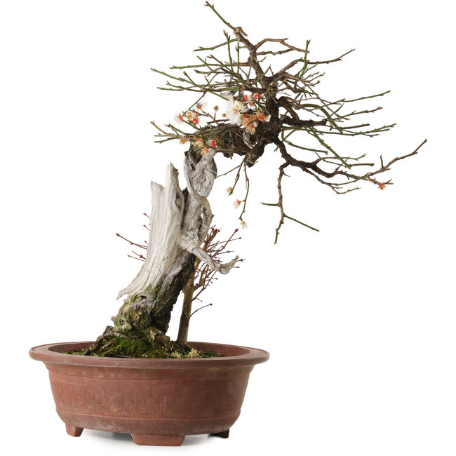 Prunus mume, 57 cm, ± 35 anni, con un nebari di 15 cm