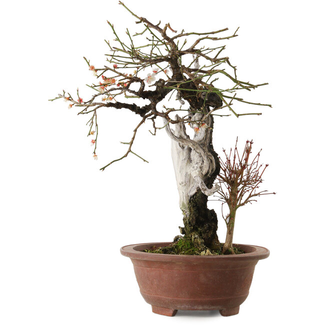 Prunus mume, 57 cm, ± 35 years old, with a nebari of 15 cm