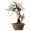 Prunus mume, 57 cm, ± 35 anni, con un nebari di 15 cm