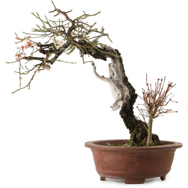 Prunus mume, 57 cm, ± 35 years old, with a nebari of 15 cm