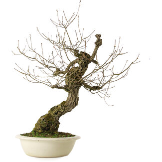 Quercus serrata, 87 cm, ± 30 ans