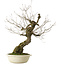 Quercus serrata, 87 cm, ± 30 ans, avec un nebari de 22 cm