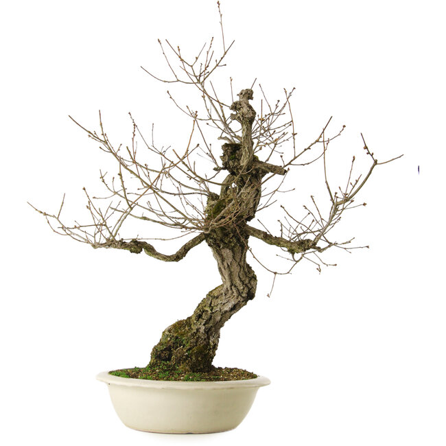 Quercus serrata, 87 cm, ± 30 ans, avec un nebari de 22 cm